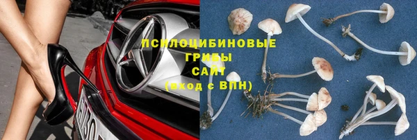 прущие грибы Елизово