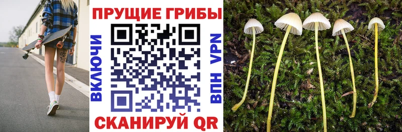 Псилоцибиновые грибы MAGIC MUSHROOMS  как найти закладки  Шагонар 